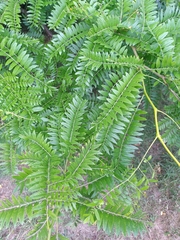 Gleditsia triacanthos