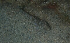 Gobius incognitus