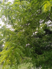 Gleditsia triacanthos