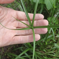 Cyperus aromaticus