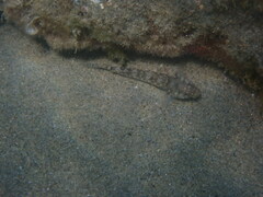 Gobius incognitus