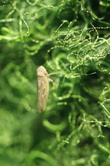 Agalliina