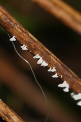 Panellus minimus