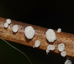 Panellus minimus