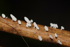 Panellus minimus