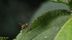 Phaneroptera nigroantennata