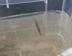 Dermogenys siamensis