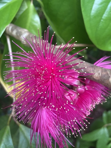 Syzygium malaccense