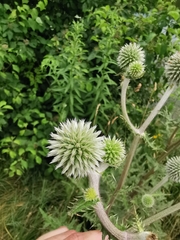 Echinops sphaerocephalus