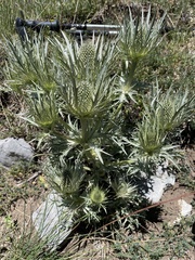 Eryngium spinalba