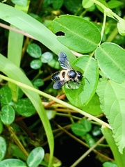 Megachile conjuncta