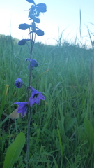 Delphinium crassifolium