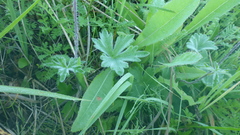 Delphinium crassifolium