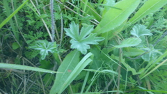 Delphinium crassifolium