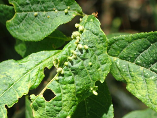 Phyllocoptes eupadi nuotrauka