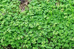 Chrysosplenium oppositifolium