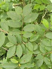 Ulmus uyematsui