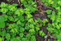 Chrysosplenium oppositifolium