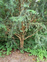 Taxus baccata