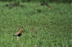 Danaus chrysippus