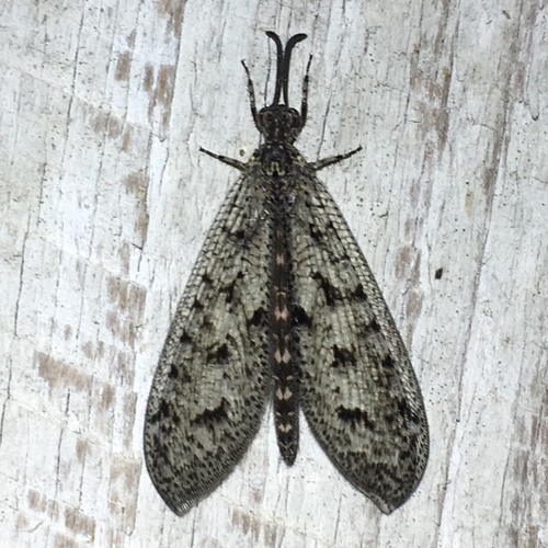 Cloudy Antlion