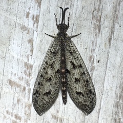 Brachynemurus nebulosus
