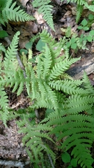 Phegopteris