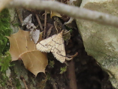 Metasia ophialis