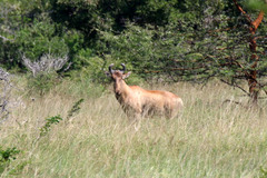 Alcelaphus buselaphus lichtensteinii