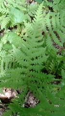 Phegopteris