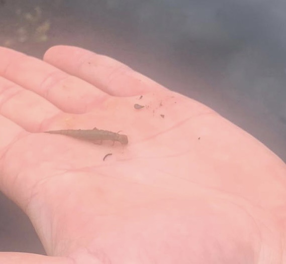 Dytiscinae from Freising, Bayern, DE on June 28, 2022 at 0345 PM by