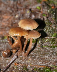 Mycena tuvara