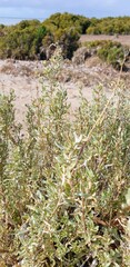 Atriplex paludosa