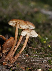 Mycena tuvara