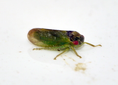 Iassus lanio