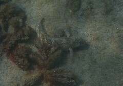 Parablennius sanguinolentus