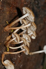 Mycena tuvara