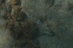 Parablennius sanguinolentus