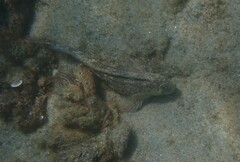 Parablennius sanguinolentus