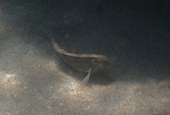 Parablennius sanguinolentus