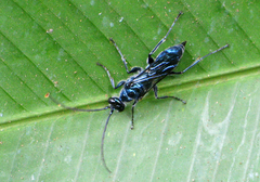 Trirogma caerulea
