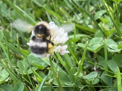 Bombus soroeensis