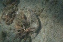 Parablennius sanguinolentus