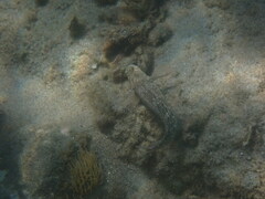 Parablennius sanguinolentus