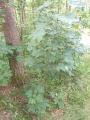 Acer platanoides