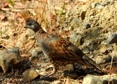 Callipepla douglasii