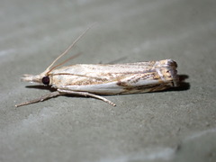 Crambus saltuellus