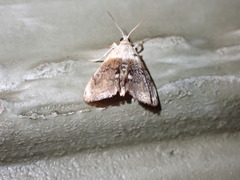 Lipocosmodes fuliginosalis