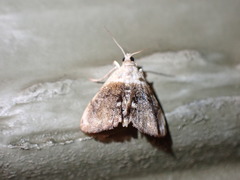 Lipocosmodes fuliginosalis