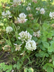 Trifolium repens